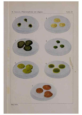 Reproducción/Reproduction 49298425388: Étude critique et expérimentale sur le polymorphisme des algues,. Genève,Georg,1909.. 