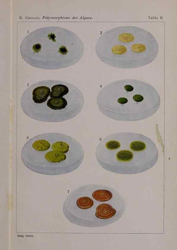 Reproducción/Reproduction 49298425388: Étude critique et expérimentale sur le polymorphisme des algues,. Genève,Georg,1909.. 