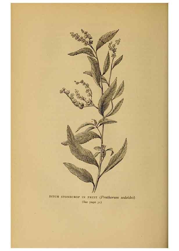 Reproducción/Reproduction 49304392432: Harper's guide to wild flowers,. New York,Harper,1912.. 