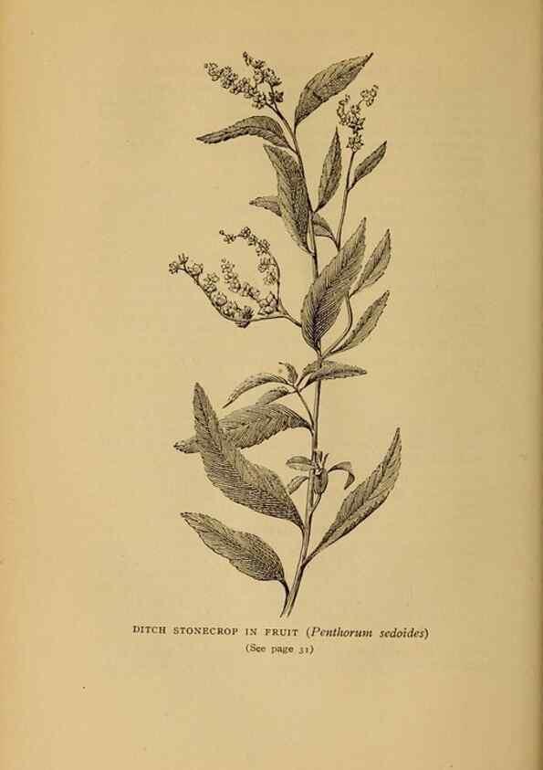 Reproducción/Reproduction 49304392432: Harper's guide to wild flowers,. New York,Harper,1912.. 