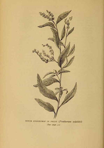 Reproducción/Reproduction 49304392432: Harper's guide to wild flowers,. New York,Harper,1912.. 