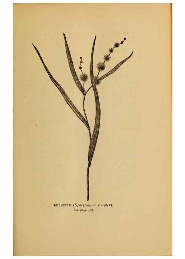 Reproducción/Reproduction 49303694338: Harper's guide to wild flowers,. New York,Harper,1912.. 