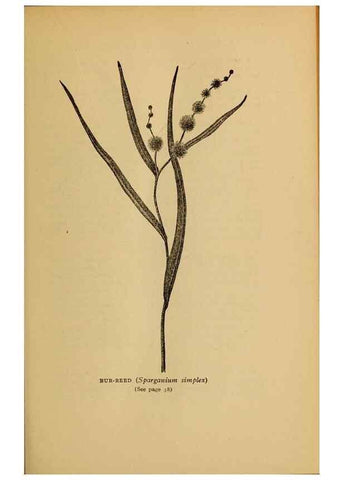 Reproducción/Reproduction 49303694338: Harper's guide to wild flowers,. New York,Harper,1912.. 