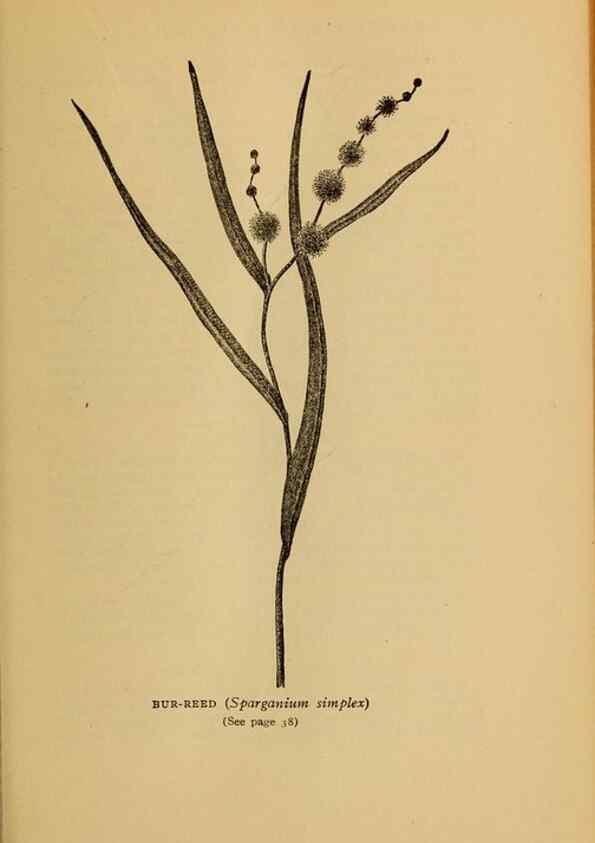 Reproducción/Reproduction 49303694338: Harper's guide to wild flowers,. New York,Harper,1912.. 