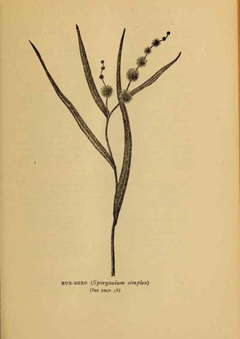 Reproducción/Reproduction 49303694338: Harper's guide to wild flowers,. New York,Harper,1912.. 