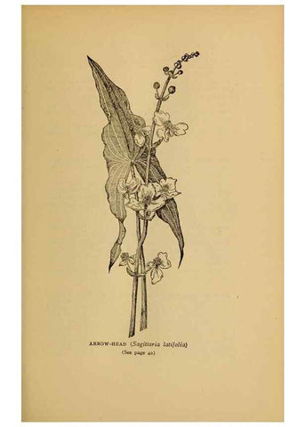 Reproducción/Reproduction 49304392817: Harper's guide to wild flowers,. New York,Harper,1912.. 