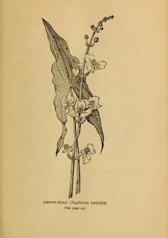 Reproducción/Reproduction 49304392817: Harper's guide to wild flowers,. New York,Harper,1912.. 