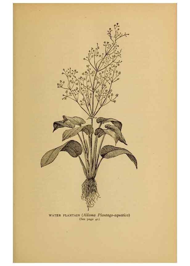 Reproducción/Reproduction 49304182826: Harper's guide to wild flowers,. New York,Harper,1912.. 