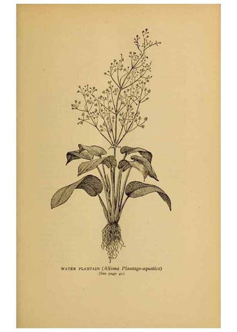 Reproducción/Reproduction 49304182826: Harper's guide to wild flowers,. New York,Harper,1912.. 