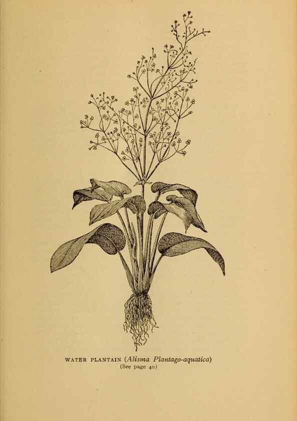 Reproducción/Reproduction 49304182826: Harper's guide to wild flowers,. New York,Harper,1912.. 