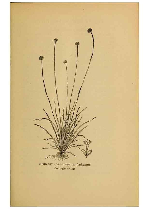 Reproducción/Reproduction 49303694903: Harper's guide to wild flowers,. New York,Harper,1912.. 