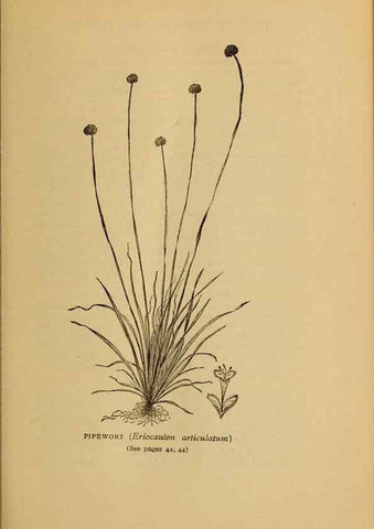Reproducción/Reproduction 49303694903: Harper's guide to wild flowers,. New York,Harper,1912.. 