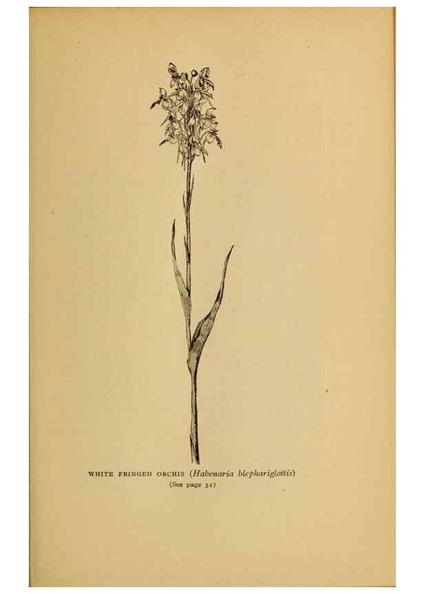 Reproducción/Reproduction 49303695108: Harper's guide to wild flowers,. New York,Harper,1912.. 