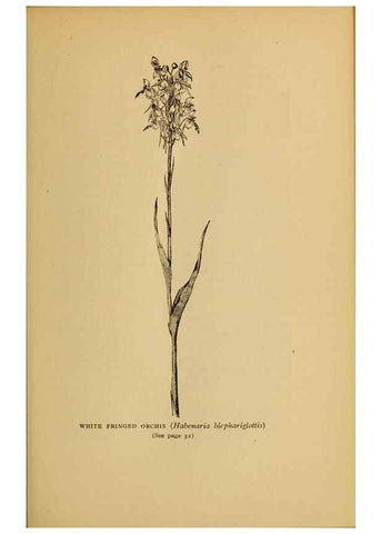 Reproducción/Reproduction 49303695108: Harper's guide to wild flowers,. New York,Harper,1912.. 