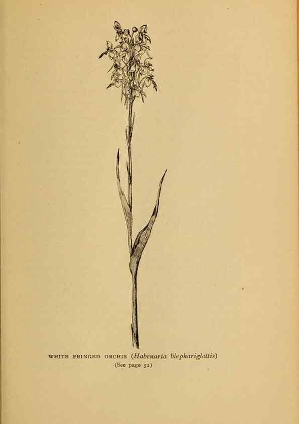 Reproducción/Reproduction 49303695108: Harper's guide to wild flowers,. New York,Harper,1912.. 