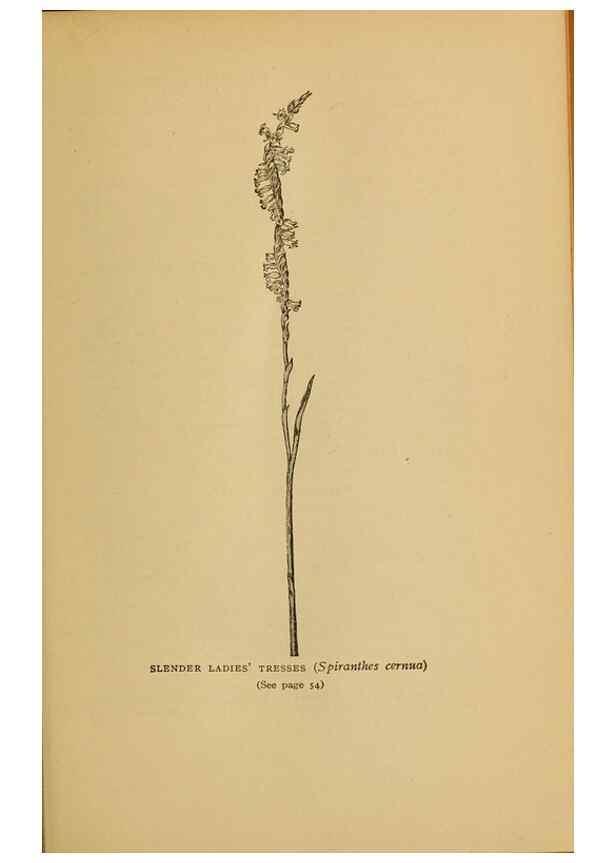 Reproducción/Reproduction 49304393757: Harper's guide to wild flowers,. New York,Harper,1912.. 