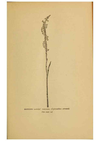 Reproducción/Reproduction 49304393757: Harper's guide to wild flowers,. New York,Harper,1912.. 