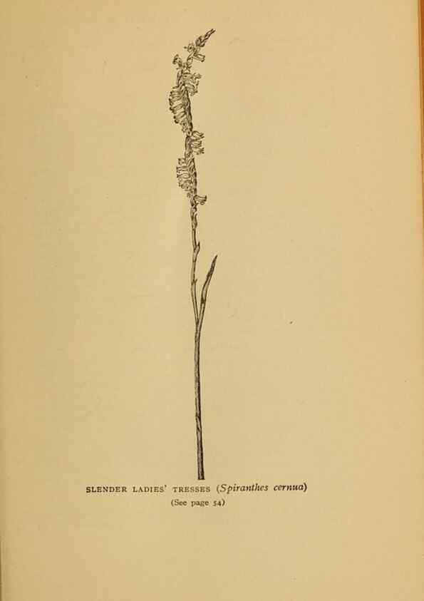 Reproducción/Reproduction 49304393757: Harper's guide to wild flowers,. New York,Harper,1912.. 