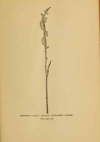 Reproducción/Reproduction 49304393757: Harper's guide to wild flowers,. New York,Harper,1912.. 