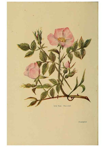 Reproducción/Reproduction 49304392152: Harper's guide to wild flowers,. New York,Harper,1912.. 
