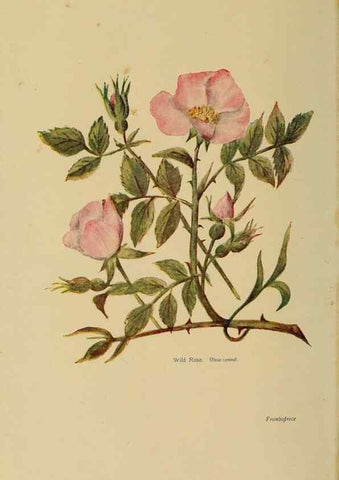 Reproducción/Reproduction 49304392152: Harper's guide to wild flowers,. New York,Harper,1912.. 