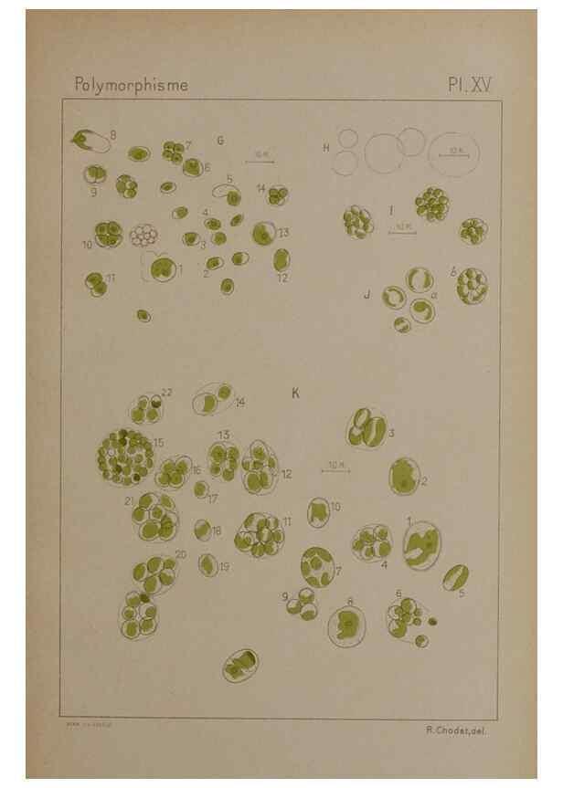 Reproducción/Reproduction 49299112977: Étude critique et expérimentale sur le polymorphisme des algues,. Genève,Georg,1909.. 
