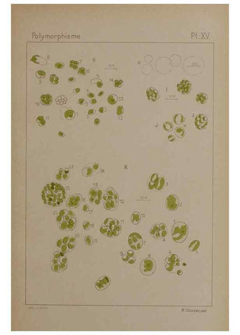 Reproducción/Reproduction 49299112977: Étude critique et expérimentale sur le polymorphisme des algues,. Genève,Georg,1909.. 