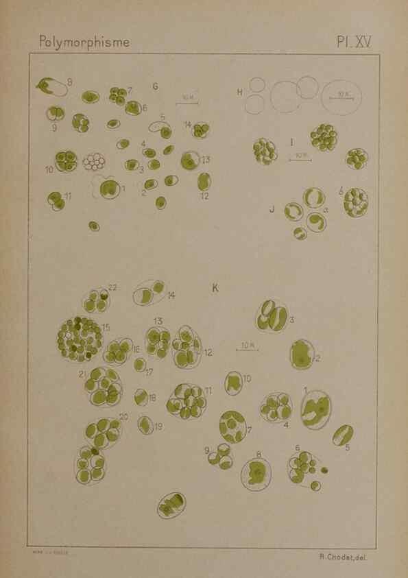 Reproducción/Reproduction 49299112977: Étude critique et expérimentale sur le polymorphisme des algues,. Genève,Georg,1909.. 