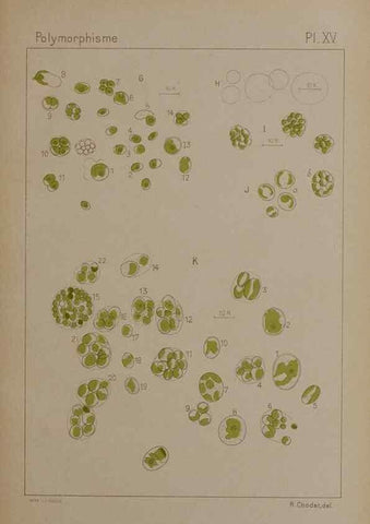 Reproducción/Reproduction 49299112977: Étude critique et expérimentale sur le polymorphisme des algues,. Genève,Georg,1909.. 