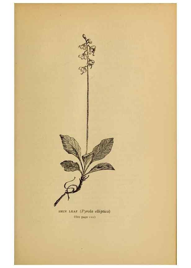 Reproducción/Reproduction 49303700158: Harper's guide to wild flowers,. New York,Harper,1912.. 