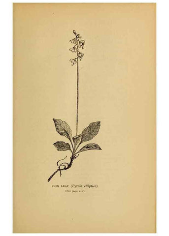Reproducción/Reproduction 49303700158: Harper's guide to wild flowers,. New York,Harper,1912.. 