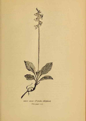 Reproducción/Reproduction 49303700158: Harper's guide to wild flowers,. New York,Harper,1912.. 