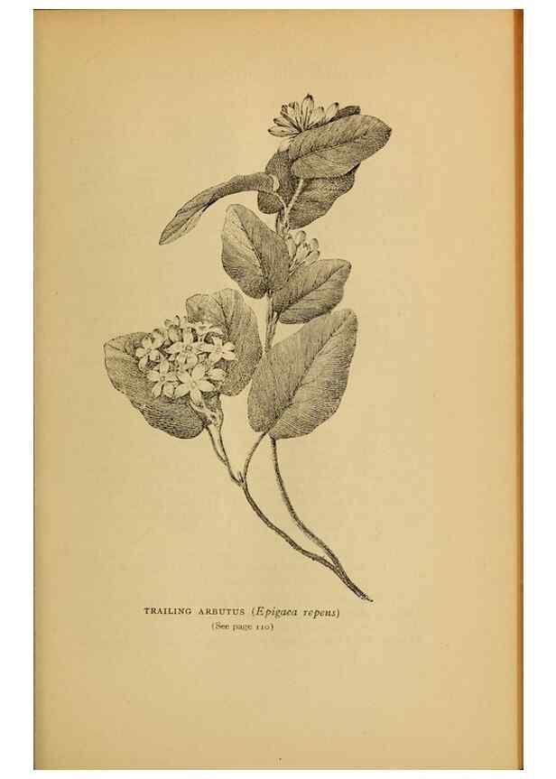 Reproducción/Reproduction 49303700638: Harper's guide to wild flowers,. New York,Harper,1912.. 