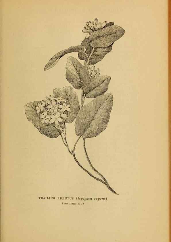 Reproducción/Reproduction 49303700638: Harper's guide to wild flowers,. New York,Harper,1912.. 