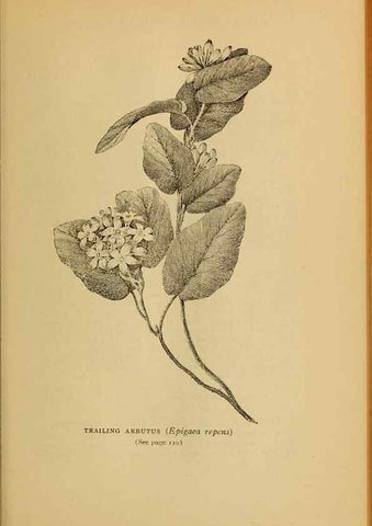 Reproducción/Reproduction 49303700638: Harper's guide to wild flowers,. New York,Harper,1912.. 