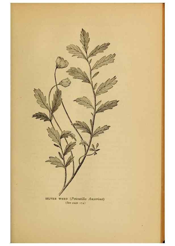 Reproducción/Reproduction 49303705308: Harper's guide to wild flowers,. New York,Harper,1912.. 