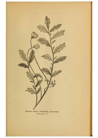 Reproducción/Reproduction 49303705308: Harper's guide to wild flowers,. New York,Harper,1912.. 