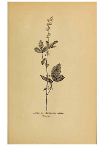 Reproducción/Reproduction 49303705503: Harper's guide to wild flowers,. New York,Harper,1912.. 