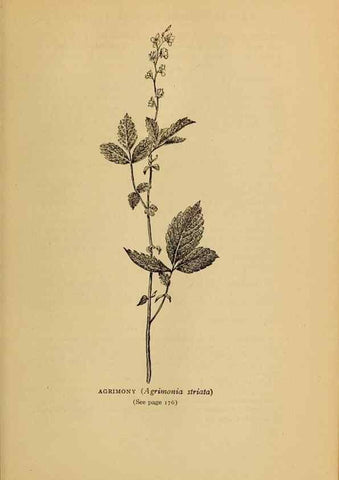 Reproducción/Reproduction 49303705503: Harper's guide to wild flowers,. New York,Harper,1912.. 