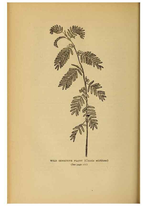 Reproducción/Reproduction 49304404462: Harper's guide to wild flowers,. New York,Harper,1912.. 
