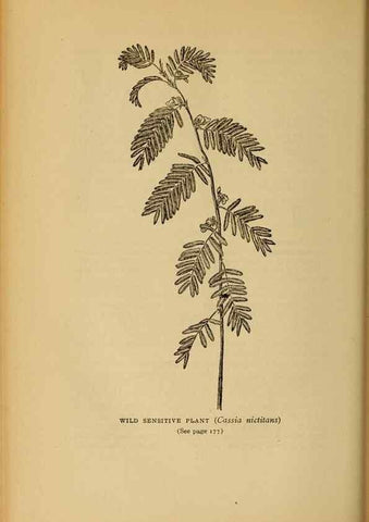 Reproducción/Reproduction 49304404462: Harper's guide to wild flowers,. New York,Harper,1912.. 