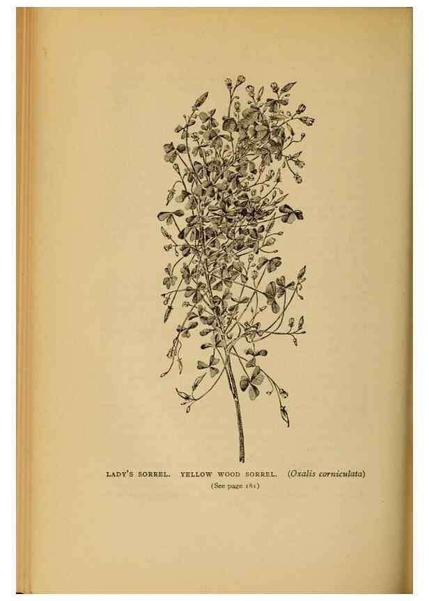 Reproducción/Reproduction 49304404682: Harper's guide to wild flowers,. New York,Harper,1912.. 