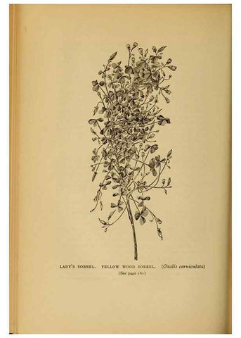 Reproducción/Reproduction 49304404682: Harper's guide to wild flowers,. New York,Harper,1912.. 