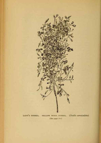 Reproducción/Reproduction 49304404682: Harper's guide to wild flowers,. New York,Harper,1912.. 