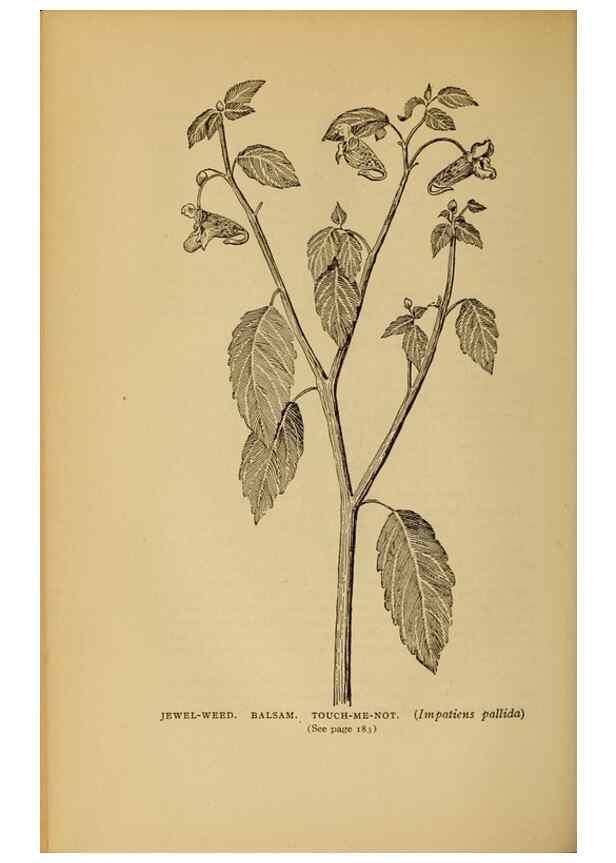Reproducción/Reproduction 49304195001: Harper's guide to wild flowers,. New York,Harper,1912.. 