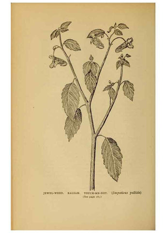 Reproducción/Reproduction 49304195001: Harper's guide to wild flowers,. New York,Harper,1912.. 