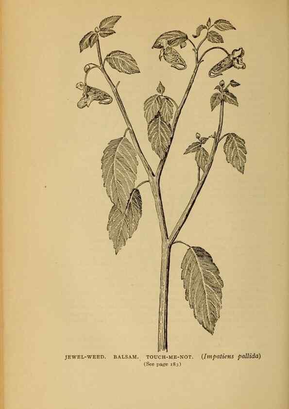 Reproducción/Reproduction 49304195001: Harper's guide to wild flowers,. New York,Harper,1912.. 