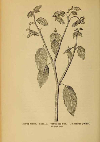 Reproducción/Reproduction 49304195001: Harper's guide to wild flowers,. New York,Harper,1912.. 