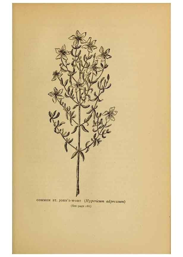 Reproducción/Reproduction 49304195266: Harper's guide to wild flowers,. New York,Harper,1912.. 
