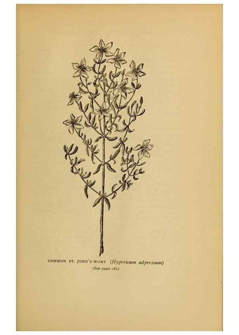 Reproducción/Reproduction 49304195266: Harper's guide to wild flowers,. New York,Harper,1912.. 